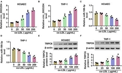 Hsa_circ_0003204 Knockdown Weakens Ox-LDL-Induced Cell Injury by Regulating miR-188-3p/TRPC6 Axis in Human Carotid Artery Endothelial Cells and THP-1 Cells
